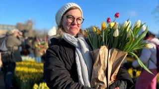 Hollandada Ulusal Lale Günü Renkli Görüntülerle Kutlandı