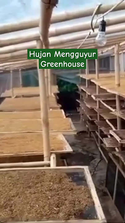 Suasana didalam greenhouse saat hujan deras #dickyportal #talas #talasbeneng