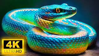 UNIQUE ANIMALS ACROSS THE CONTINENT - Dolby Vision 4K HDR 60 FPS with Cinematic Sound (dynamic color