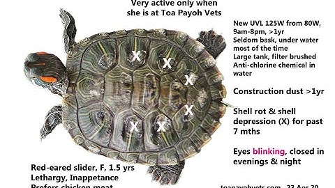 A red-eared slider has blinking eyes and severe shell rot