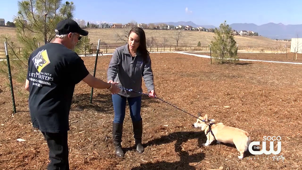 Challenge Christina Dog Training YouTube