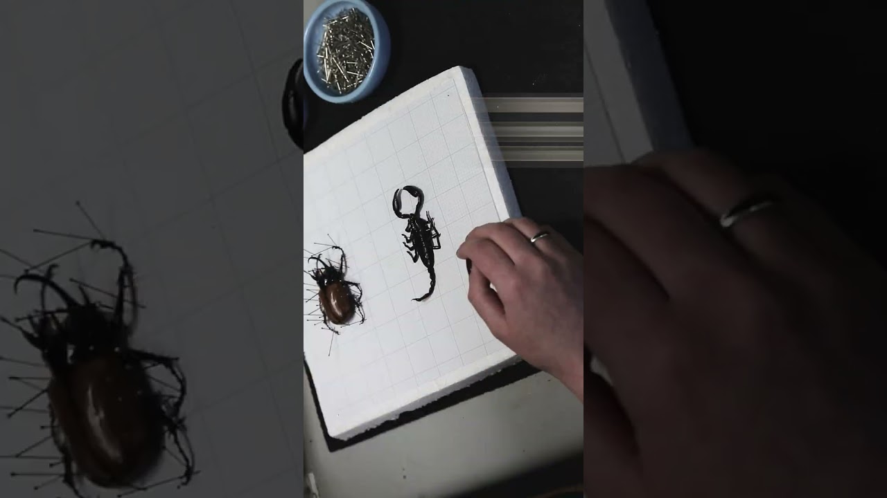 Fun with Fabrication Pinning Specialty Bugs 🦂