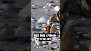 Ruddy Turnstone The Shorebird That Flips Rocks For Food