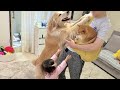 豆柴が抱っこされているのを見て赤ちゃん返りしちゃうゴールデンレトリバーと1歳児が可愛すぎました...