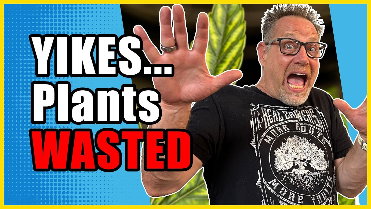 The BIGGEST Mistake Cannabis Growers Make with Their Plants - Exposed