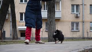 Gurus Del Perros Amado Rotwild - 10 месяцев