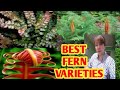 Fern varieties margie pulido vlogs