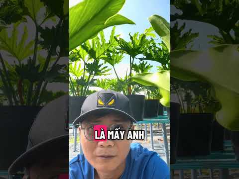 Combo cây trầu bà thanh xuân tặng kèm giá thể, SADEC91