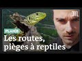 Pourquoi les routes sont des pièges à reptiles #PlanB