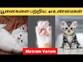 Unknown Facts about Cats in Tamil | Interesting Facts | Matram Varum | Tamil