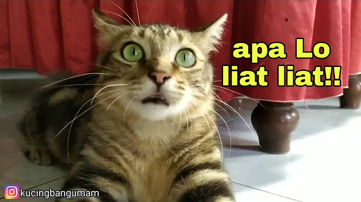 Watch the video about Ngajak main si Usro' dia kucing yang aktif banget | kucing bengal marble