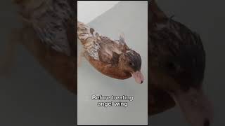 Treatment of Angel Wing in young ducks. Editing and subtitles by Zak.
