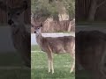 Somebody is watching! I bet she will have twins. #deer #townpark #montana
