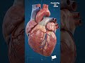 ❤️ Human Heart Explained in 30 Seconds Class 10 Biology Heart Diagram & Blood Flow Board Exam 2027