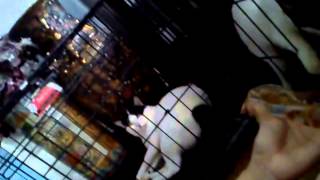 Download Lagu Ang mga pusa bow! MP3 Download Lagu Ang mga pusa bow! MP3