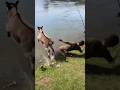 Funny animal video-the donkey got its revenge onthe spot!#animalfunnyvideos#cutedonkey
