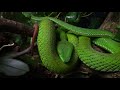 Trimeresurus gumprechti (Куфия гумпрехта) и террариум для нее террариуму 7 лет  (с  выкл. лампой)