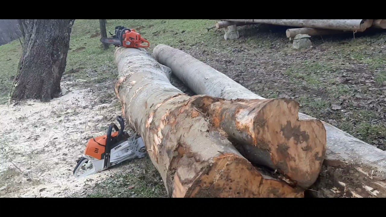 Ms 500i great saw 💯👌💪💪💪