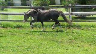 Section C Welsh Pony of Cob Type Stallion