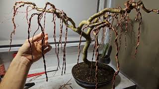 Two Year Old Weeping Willow Bonsai Tree And It's Die Back Woes Weeping Willow Bonsai Tree Moments From Death