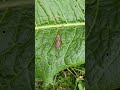 Dock Bugs Mating Ireland
