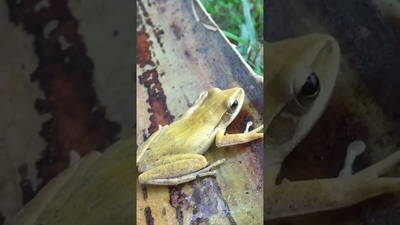Golden frog : Polypedates leucomystax