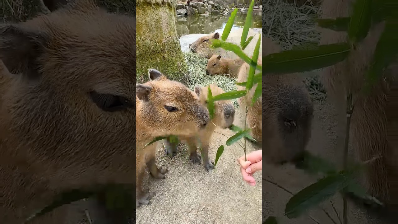 Japan Zoo! Inside the World's Most Interactive Park Feeding 2000 Animals
