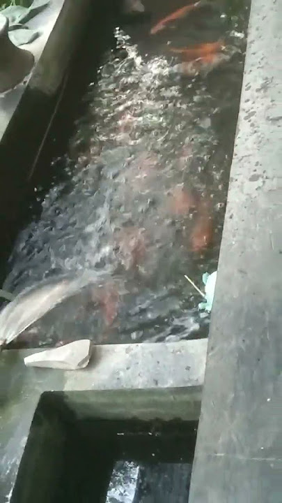 Kolam ikan depan rumah #storywa