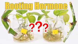 Rooting Hormon Untuk Perbanyakan, Berhasilkah?