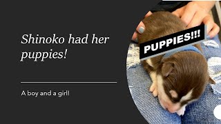 NEW PUPPIES