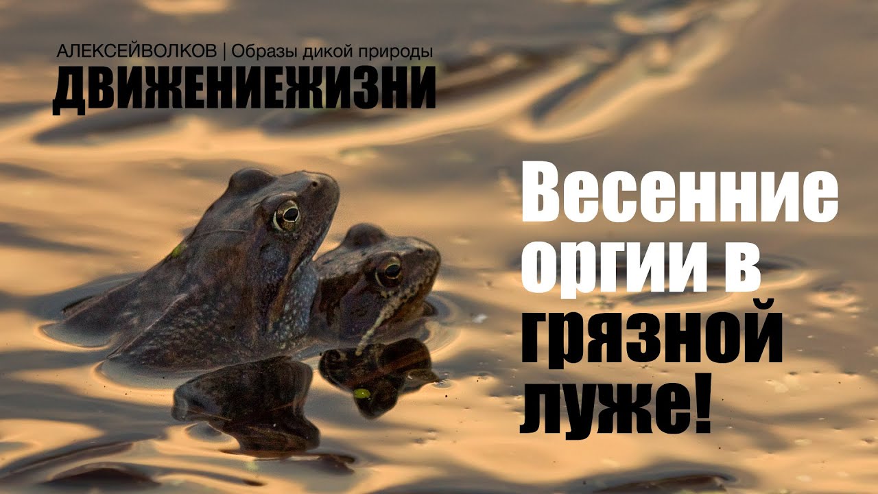 Травяные лягушки - Весенние оргии в грязных лужах!