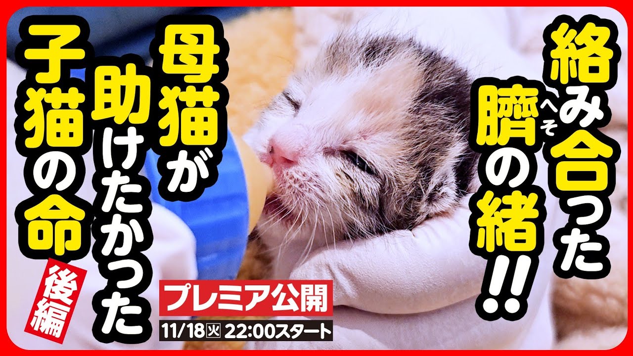 Kitten Rescue] A baby with a tangled umbilical cord Desperately