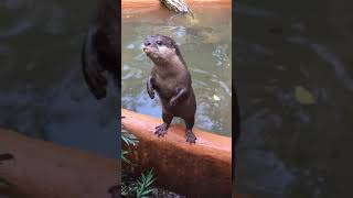 Download Lagu SUARA BERANG BERANG SUPER BERISIK  #beranda #fypシ #berangberang MP3