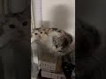 いつも一緒#ねこのいる暮らし #ねこ動画 #ねこのいる生活