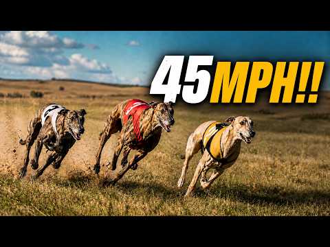 We Raced Our Fastest Hunting Dogs!! (INSANELY FAST) thumbnail