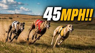 We Raced Our Fastest Hunting Dogs!! (INSANELY FAST)