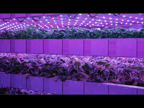 Control indoor climates with IGS&#039; vertical farming system