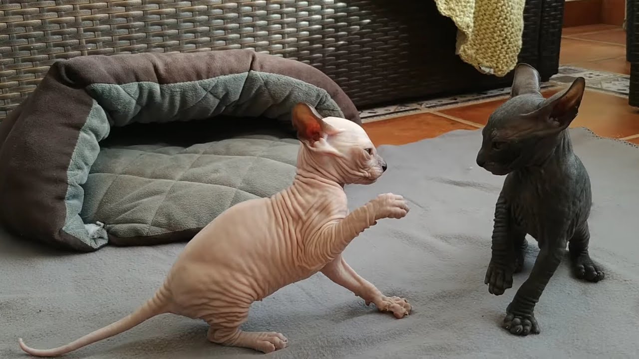 Sphynx Kittens Playing - Mommy & Daddy Watching 🐾😻 Too Cute! 