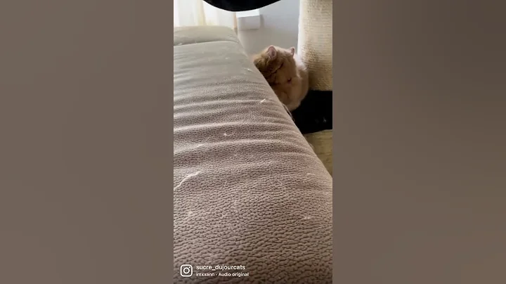 Video 3508071: exoticshorthair cutecat, cat exoticshorthair, cat pets funnycats, cat funny pets, cutest exotic, amazing cat, cat hair