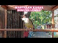Cucak Jenggot Gacor Nembak Masteran Kasar Burung Lomba Kicau Pidong Mp3 - Mp4 Download