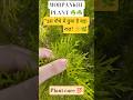 "Morpankhi Plant – घर की निगेटिविटी खत्म! 🌿✨"#morpankhi#plant#shorts