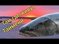 Там, где живут Таймени. Осень 2020. Подводная съемка. Сахалинская рыбалка & Sakhalin fishing