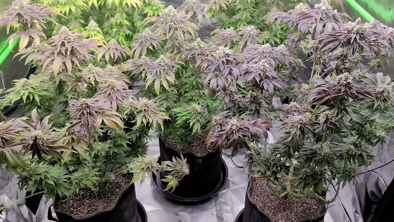 Black Cherry Gushers at 8½ weeks