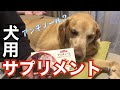 犬用サプリメント アンチノールで健康維持するF1レトリバージェイク/Jake keeps healthy with supplements