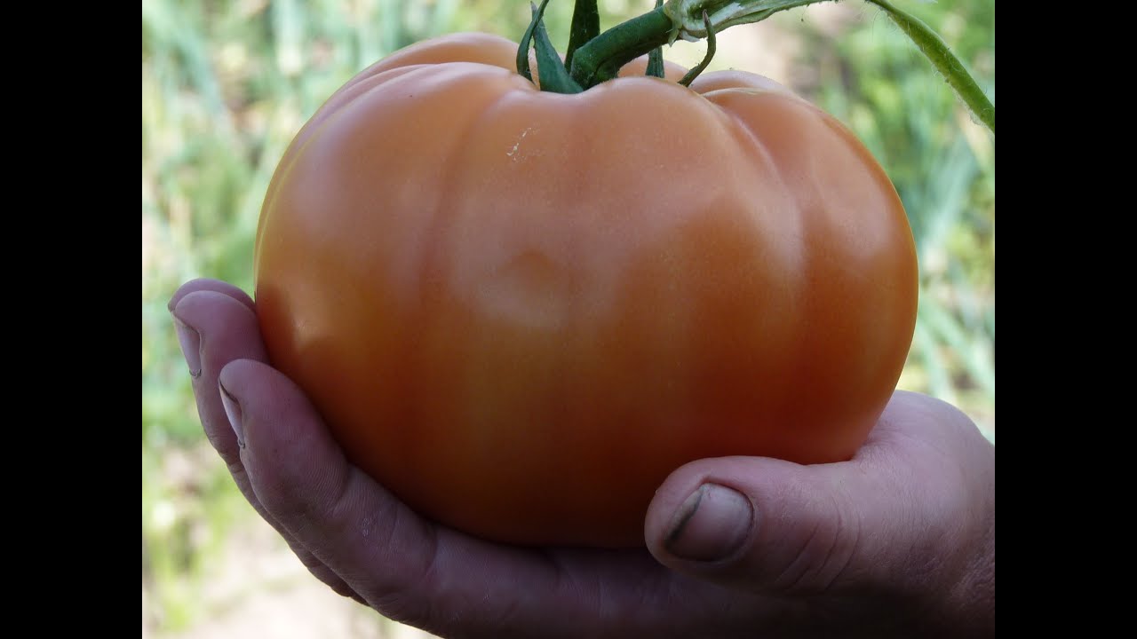Гибнут томаты. Amanita Tomato Video.