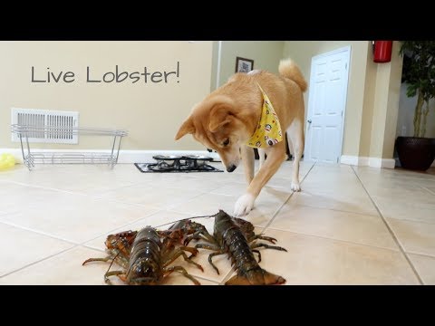 When a Shiba Inu meets a LIVE Lobster... | Taste It Tuesday