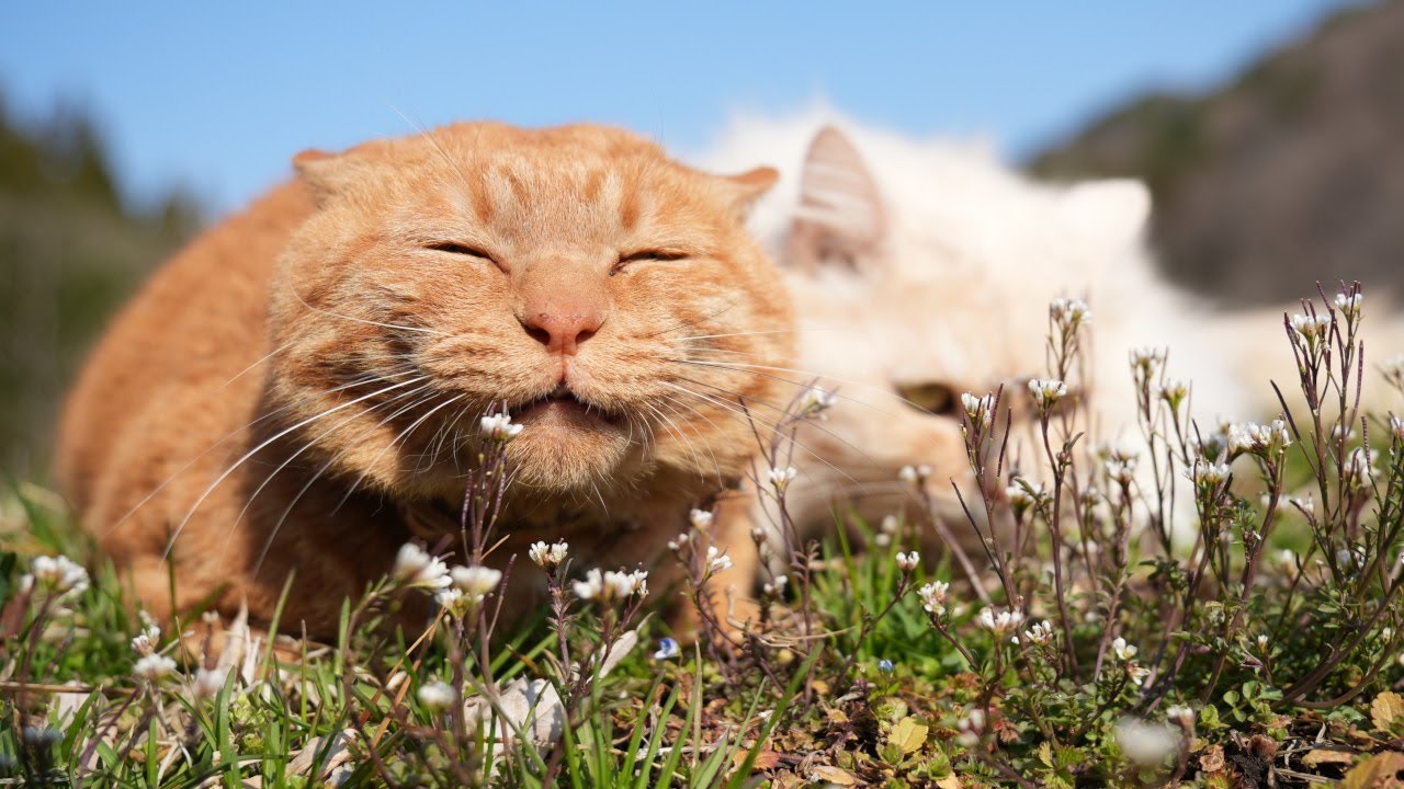 ミチタネツケバナ の花 250421 - YouTube