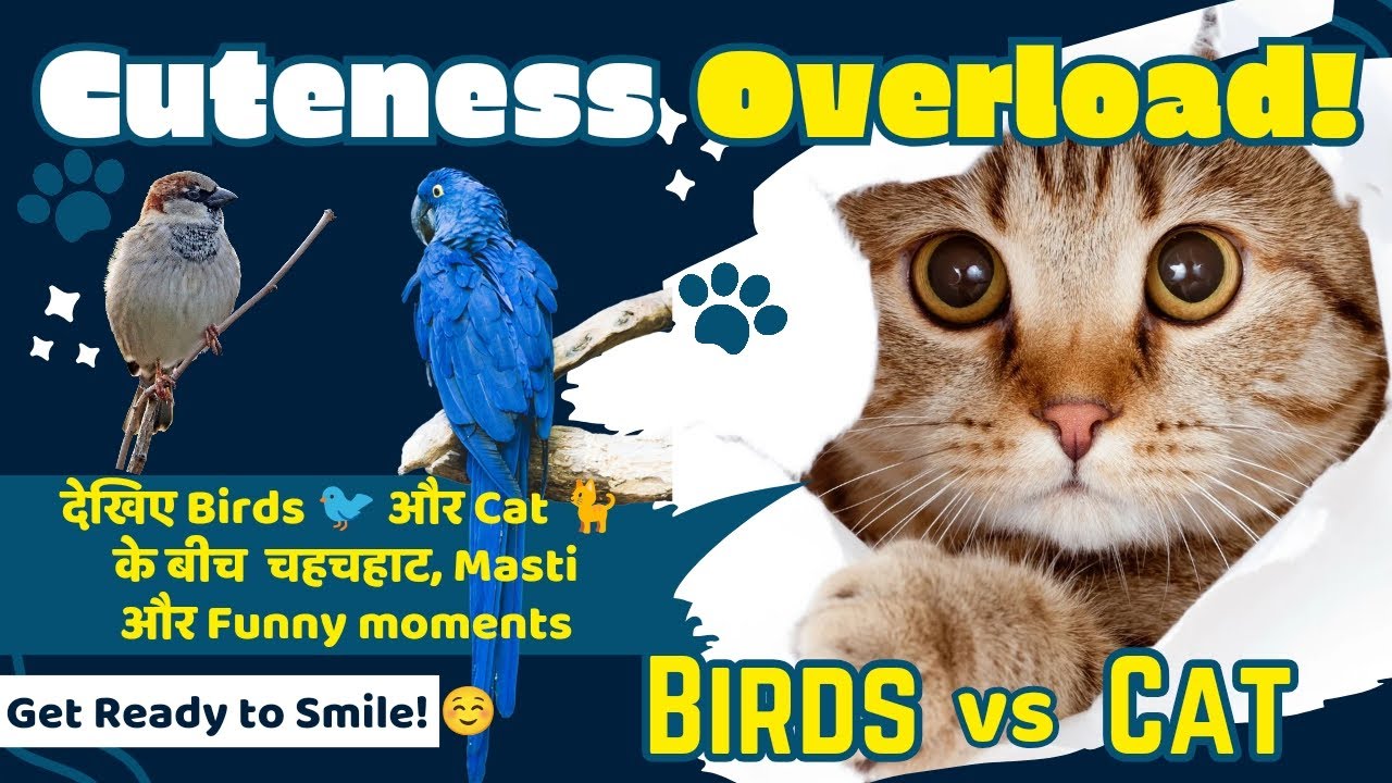 पक्षियों की चहचहाट, मस्ती और Funny Moments | Cat की Scooty Ride | Birds ...