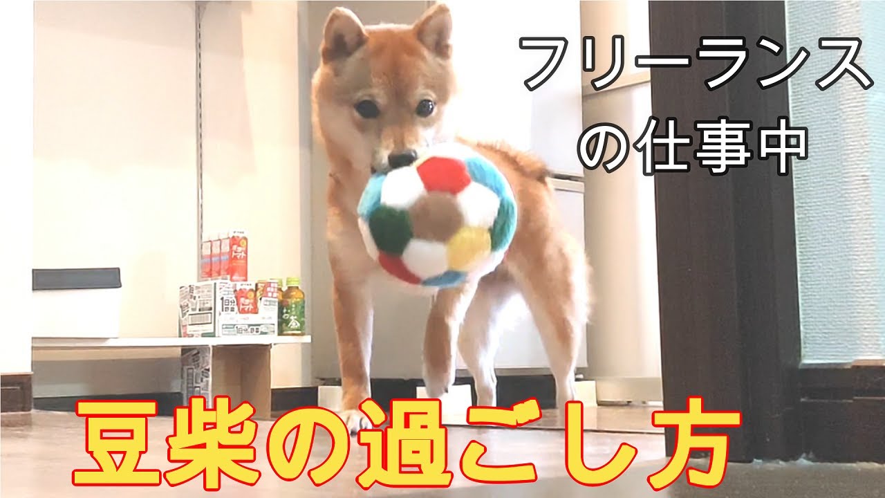 犬と暮らす フリーランスが在宅で仕事中の豆柴の過ごし方 Youtube 犬と暮らす フリーランスが在宅で仕事中の豆柴の過ごし方 Youtube