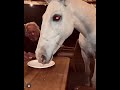 A surprise dinner guest. 🍽️🐴